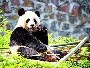 La oportunidad de cuidar pandas gigantes